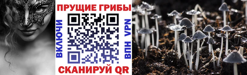 сколько стоит  Володарск  Галлюциногенные грибы Psilocybe 